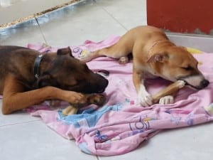 week #16, #17 en #18 6 CARF Curacao Mick en Sanne