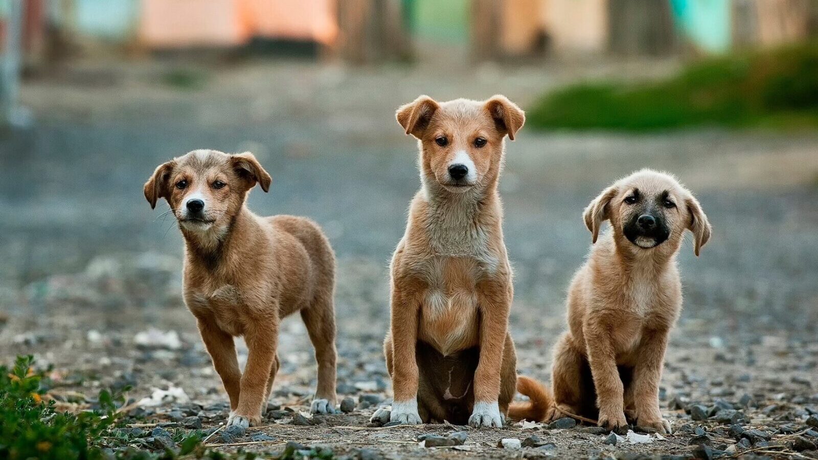 symbool Karu Grand Honden op Curacao - Lees alles over je hond in Curacao !