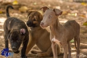 Zwerfhonden en puppies knuffelen bij CARF Curaçao