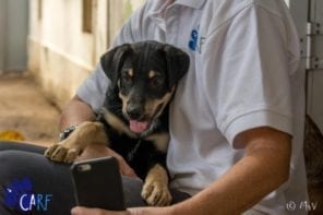 Zwerfhonden en puppies knuffelen op Curaçao