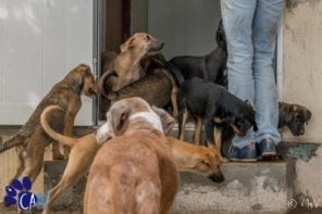 Straathonden en puppies knuffelen op Curaçao