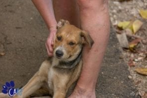 Zwerfhonden en puppies knuffelen op Curaçao