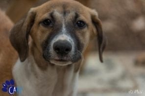 Straathonden en puppies knuffelen op Curaçao