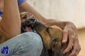 Zwerfhonden en puppies knuffelen op Curaçao