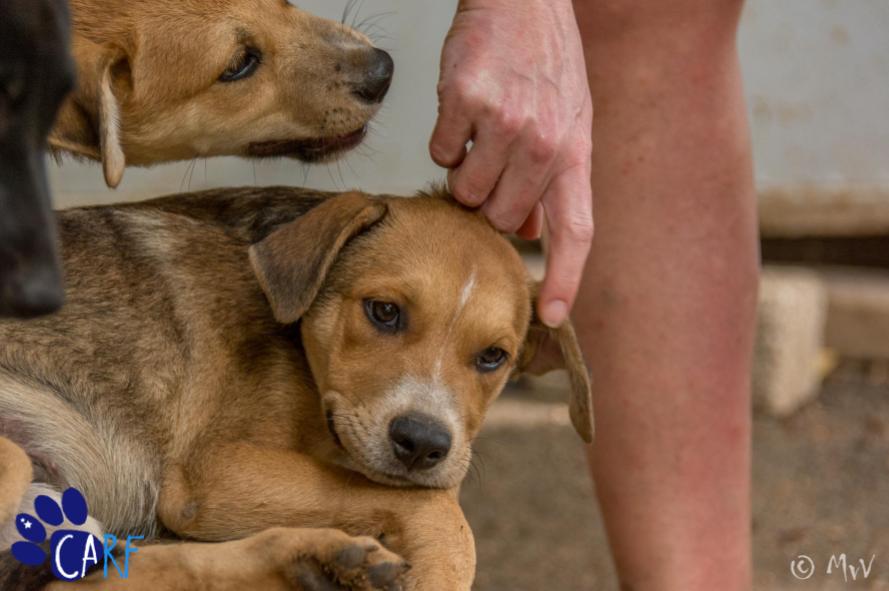 Zwerfhonden puppies knuffelen