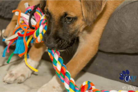 Dit weekend op Curaçao: CARF Puppy Meet & Greet