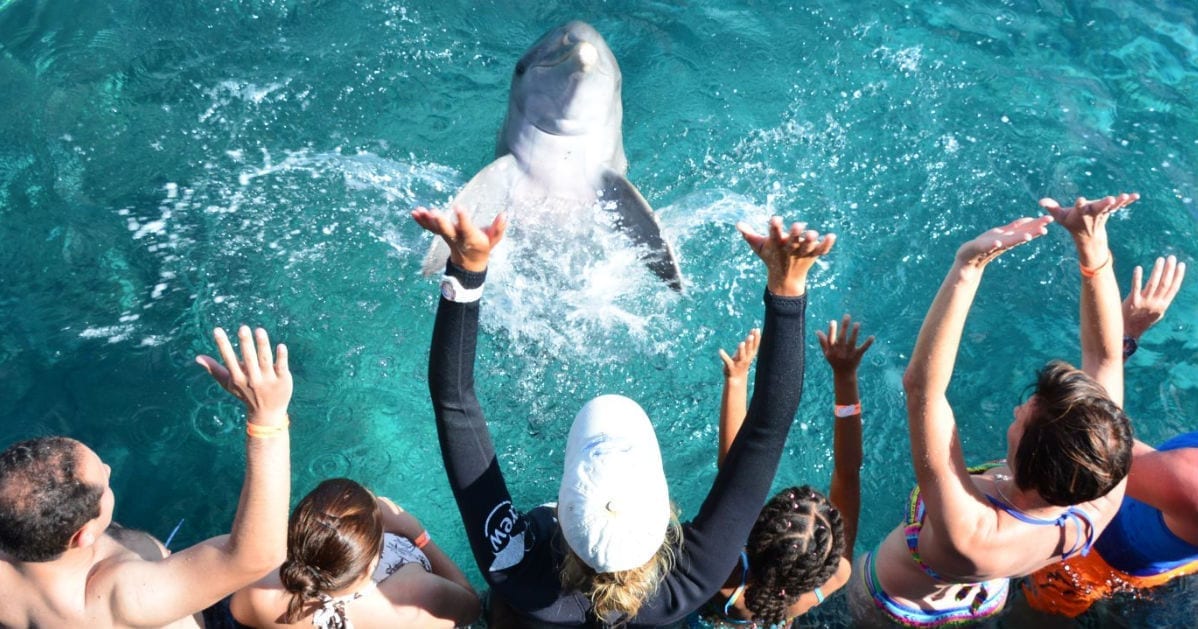 Dolphin Encounter Curaçao
