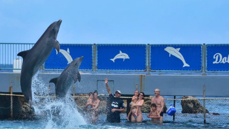 Dolfijnen curacao springen dolphin encounter 800x450 1