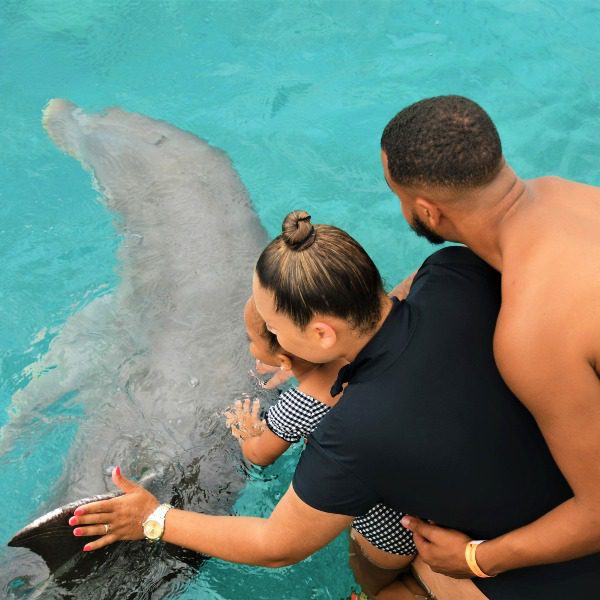 Dolphin Encounter Curaçao - animais de estimação