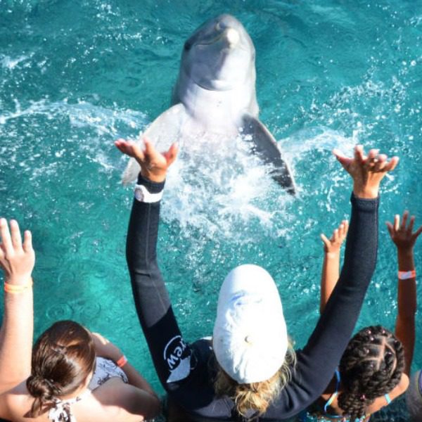 Dolphin Encounter Curacao - dancing