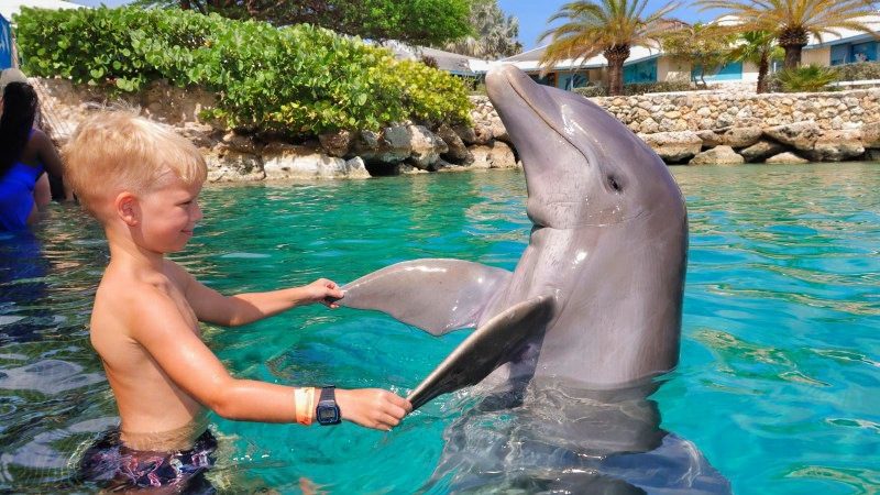 Dolphin Encounter dansen Teun 800x450 1