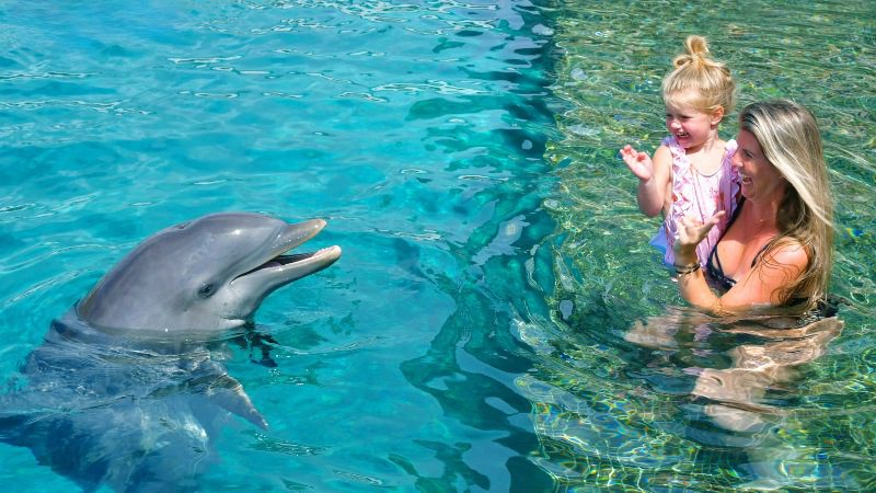 Dolphin Encounter staan op muurtje 800x450 1