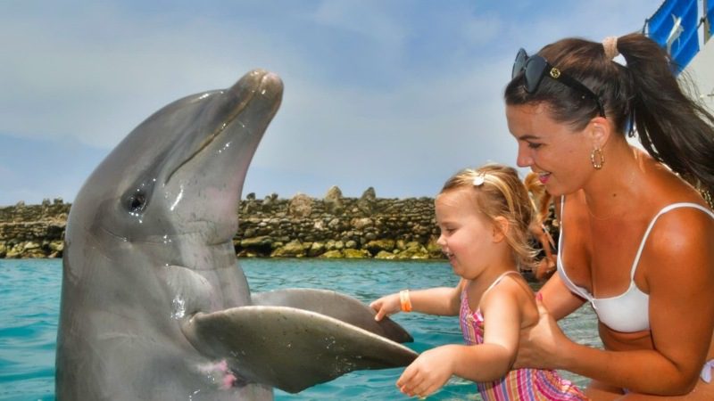 dolfijn ontmoeten curacao dolphin academy 800x450 1