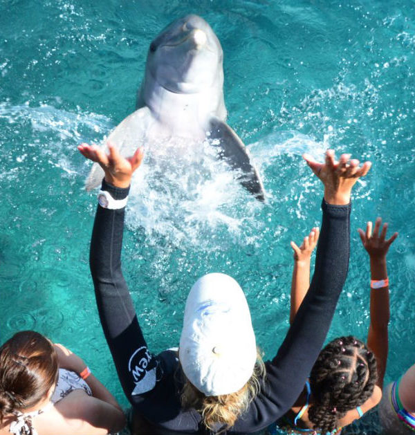 Dolfijnen Curaçao Dolphin Encounter