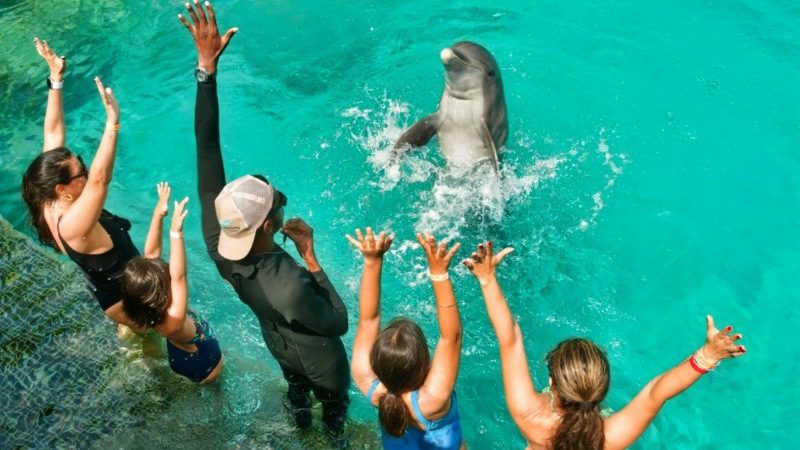 dolphin encounter curacao sea aquarium park 800x450 1