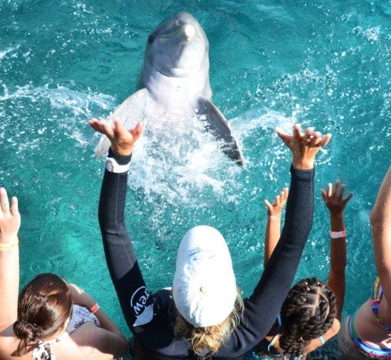 dolfijn curacao dolphin encounter