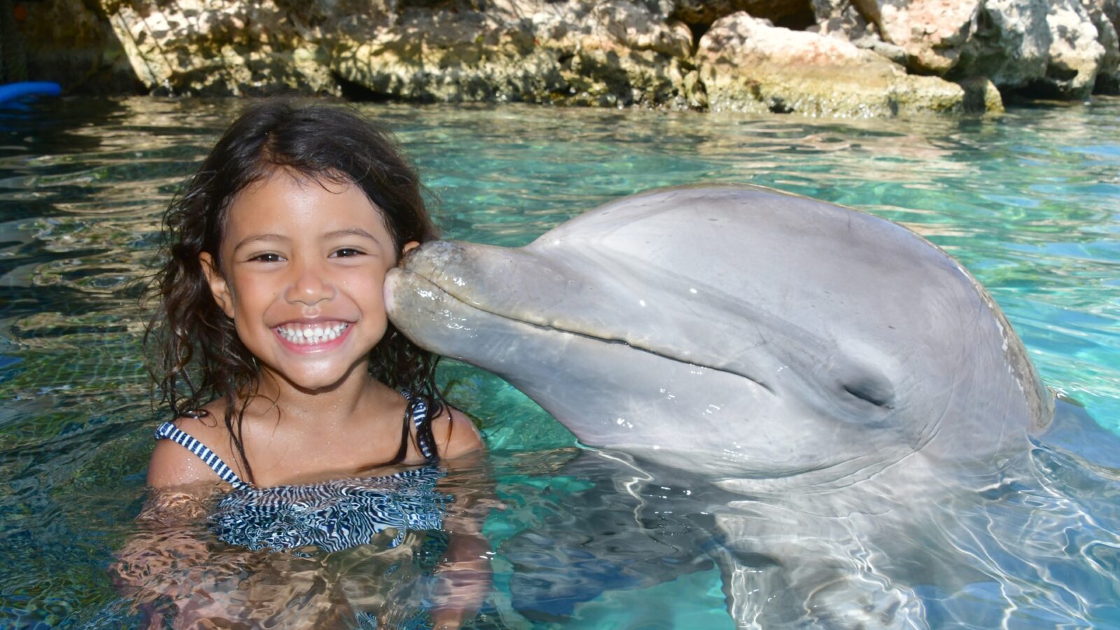 dolphin encounter curacao kiss