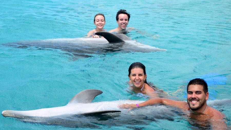 dolphin swim curacao boeken