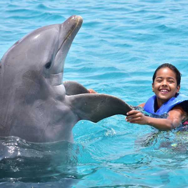 Danças do Dolphin Swim Curaçao