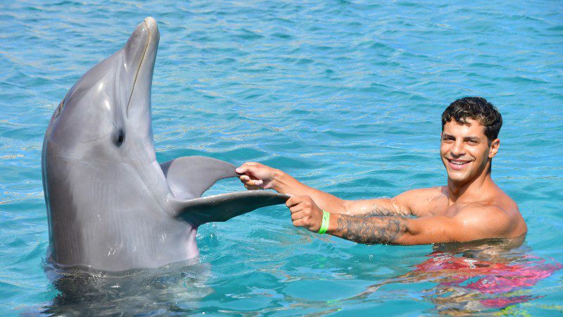 dolphin swim dolphin academy curacao 800x450 1