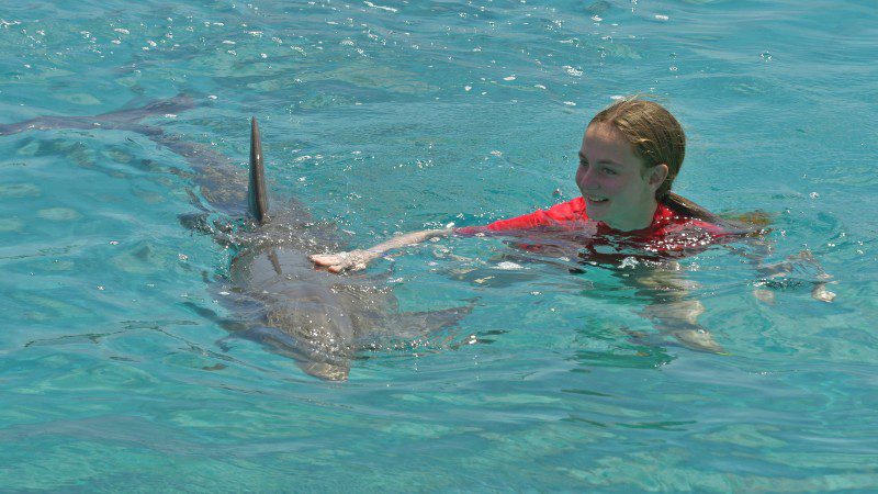 dolphin swim dolphin academy curacao dolfijn aaien 800x450 1