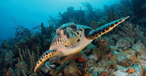 Turtles & Blue Room | Powerboat 5 schildpad curacao snorkelen