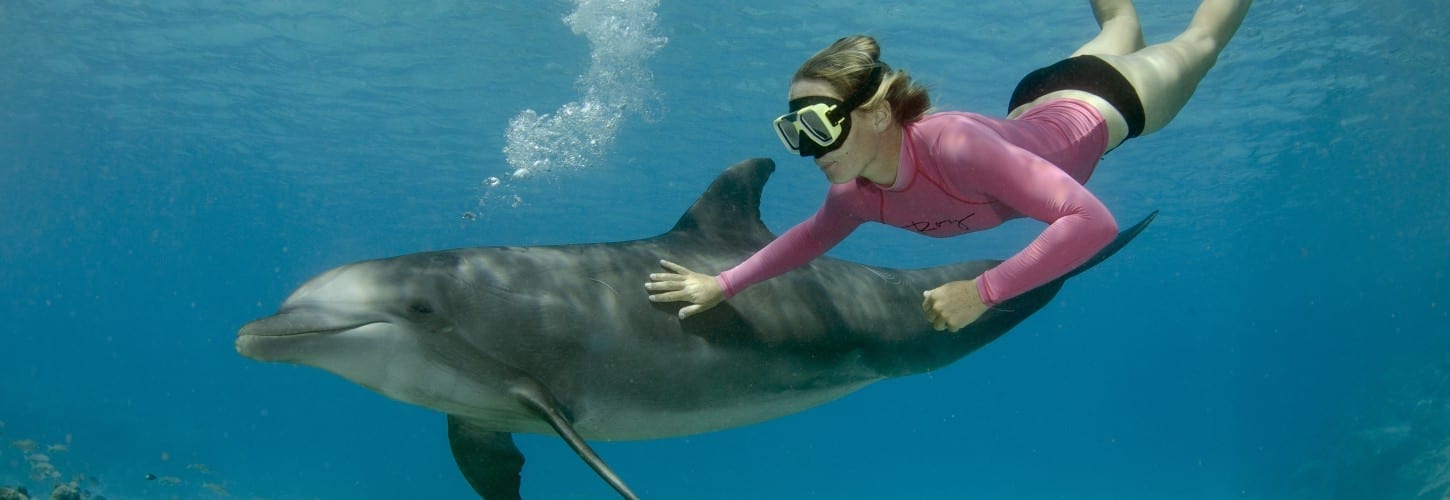 dolfijn snorkelen curacao