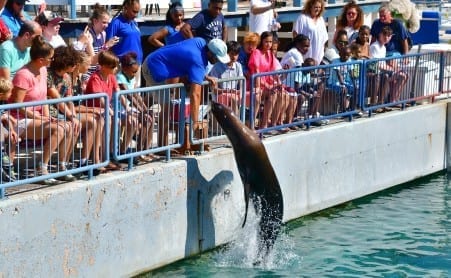 Curaçao Sea Aquarium Zeeleeuwen demonstratie