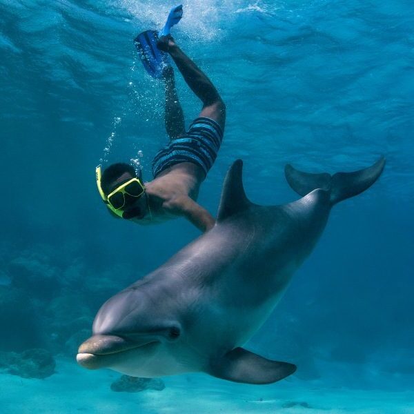 Dolphin Academy Snorkel Curacao dolphins