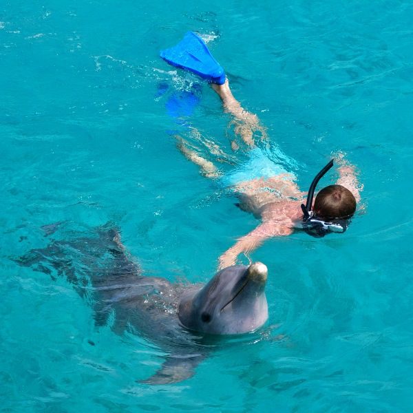 Snorkel com golfinhos Snorkel com golfinhos em Curaçao