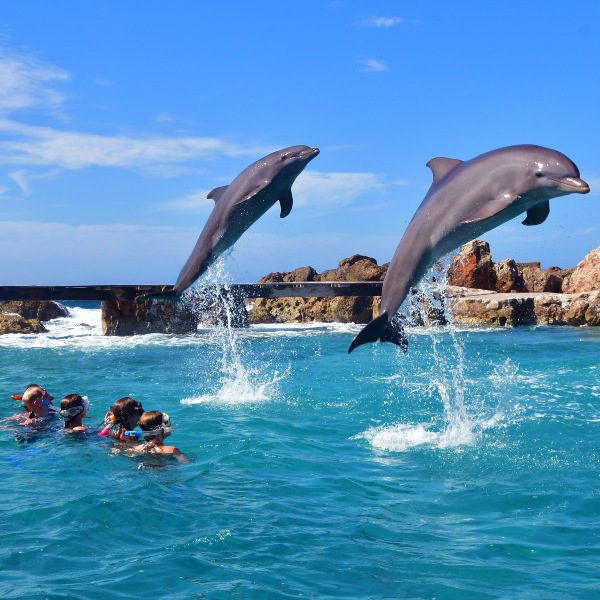 Snorkel con delfines Curacao delfines saltando