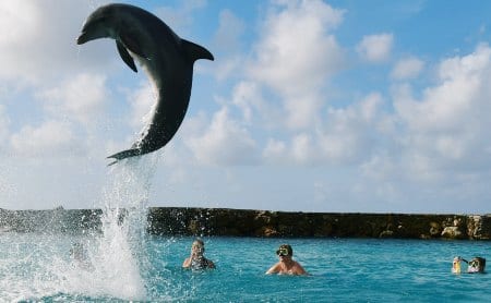 dolphin snorkel curacao