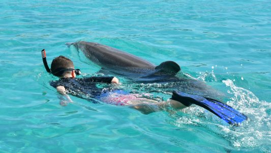 dolphin snorkel curacao