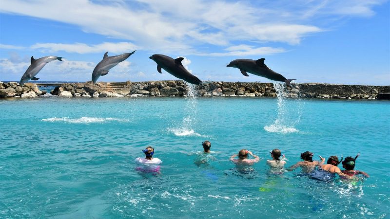 Snorkel com golfinhos
