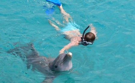 dolfijn snorkel curacao