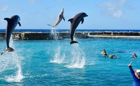 dolfijn snorkelen curacao