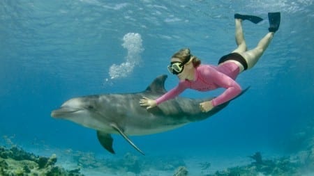 dolfijn snorkelen curacao