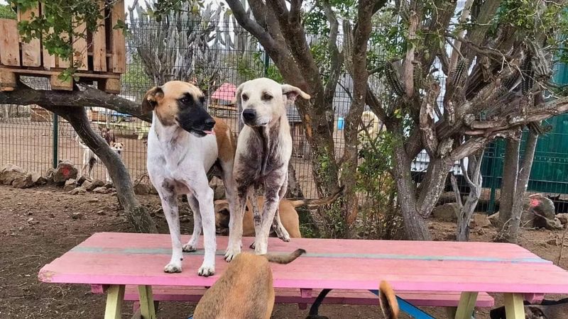 RPC honden op tafel 800x450 1