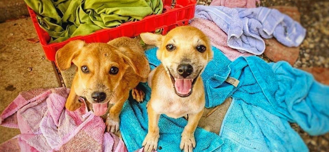 Rescue Paws Curacao zwerfhonden puppies