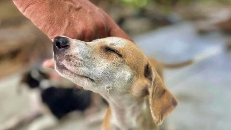 curacao hondenopvang pup aaien 800x450 1