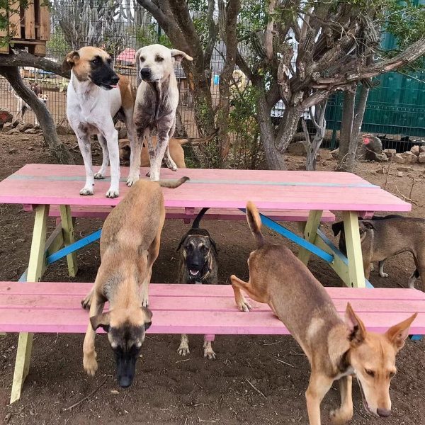 Abrigo para cães da RPC de Curaçao
