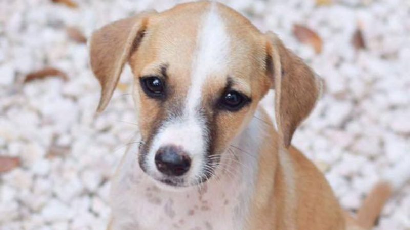 curacao zwerfhonden pup 800x450 1