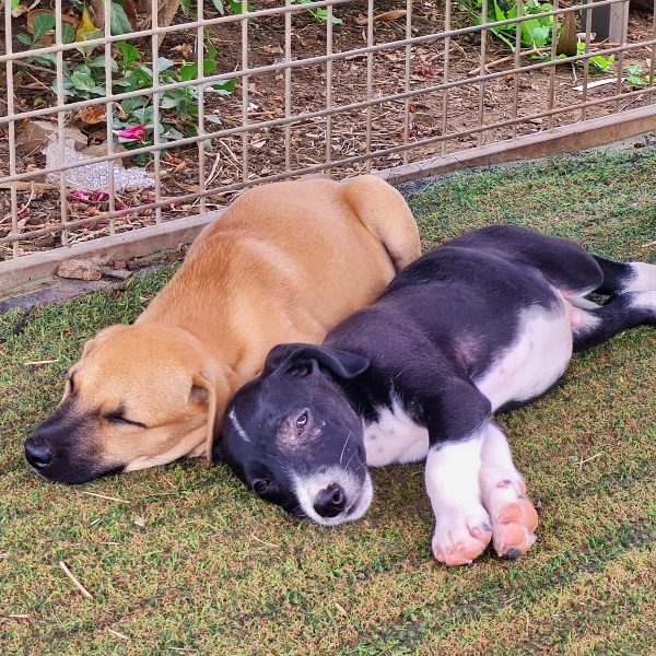 Curacao zwerfhonden puppies