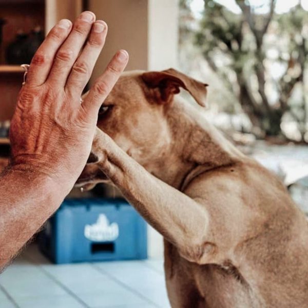 highfive RPC cães de rua curaçao