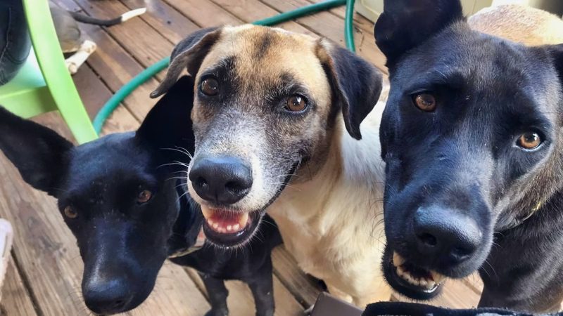 honden RPC Rescue Paws Curacao 800x450 1