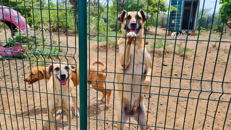cães RPC Curaçao abrigo para cães de rua