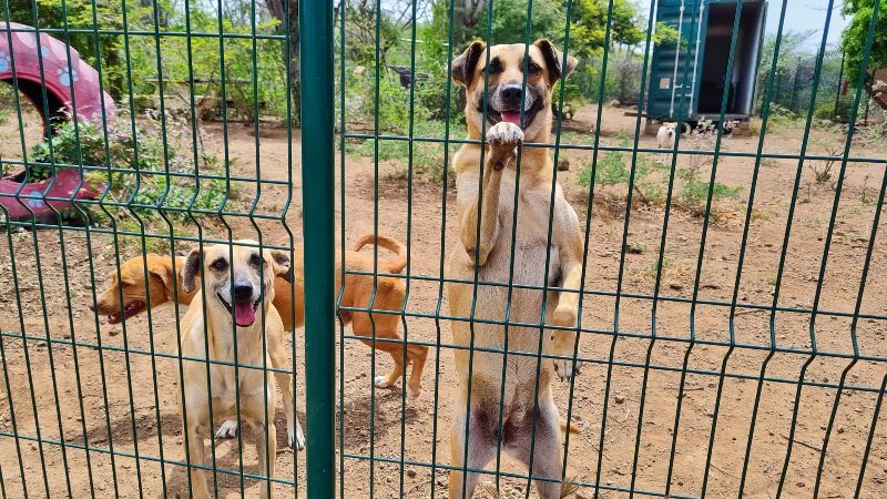 dogs RPC Curacao stray dogs shelter