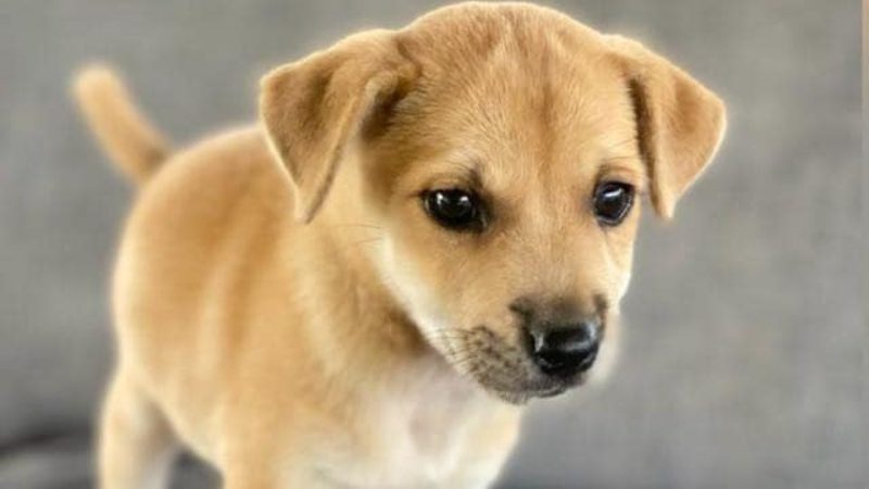 pup staan rpc curacao opvang zwerfhonden 800x450 1