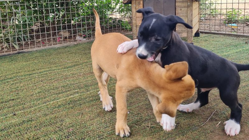 pups spelen rpc curacao honden opvang 800x450 1