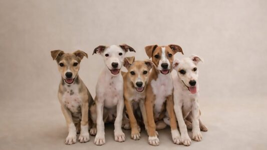 Rescue Paws Curacao zwerfhonden opvangcenter